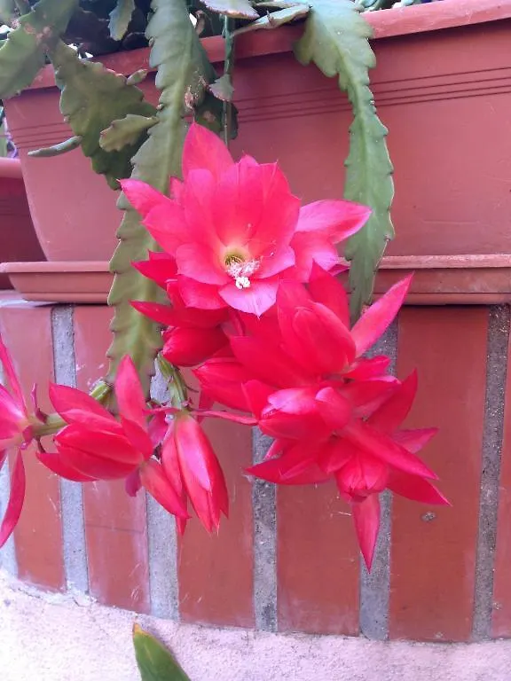 Guest house Affittacamere Ciro'S House Olbia